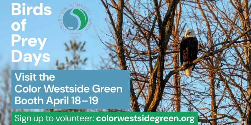 An eagle in the trees text reads Birds of Prey Days